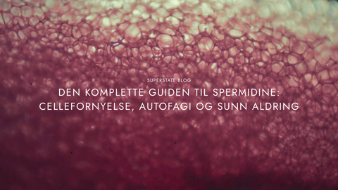 Den komplette guiden til spermidine: Cellefornyelse, autofagi og sunn aldring